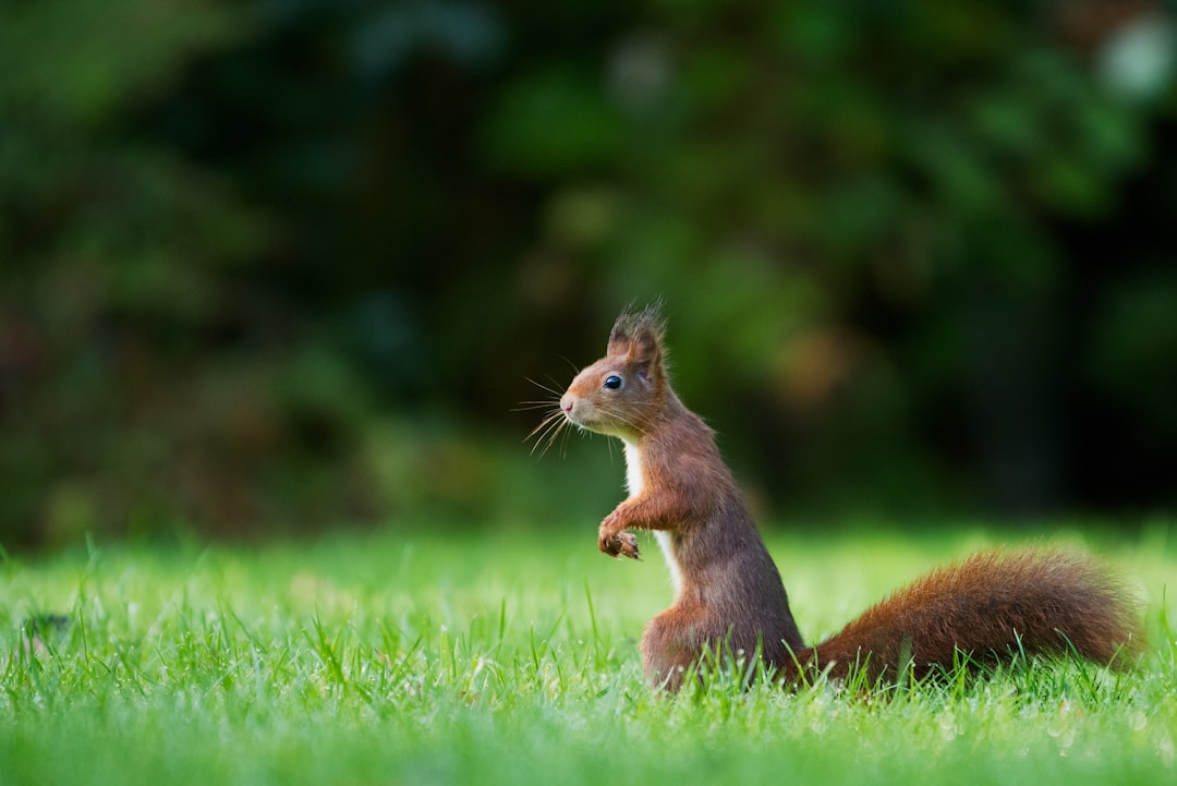 Photo Image: Sketchbook Nouns: Squirrel, Drawing